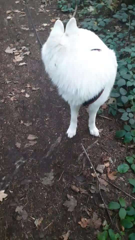 Trickchallenge - ich packe meinen 4. Koffer-Beitrag-Bild