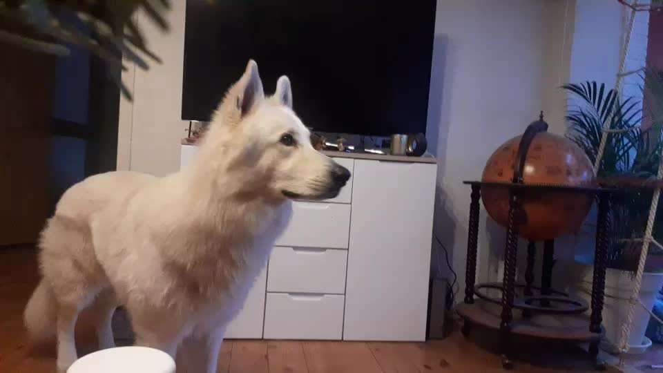 42. Gemeinsames Tricktraining: Look-Target-Beitrag-Bild