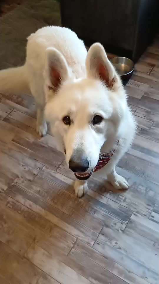 Trick Spiel - Koffer packen - der 16.-Beitrag-Bild