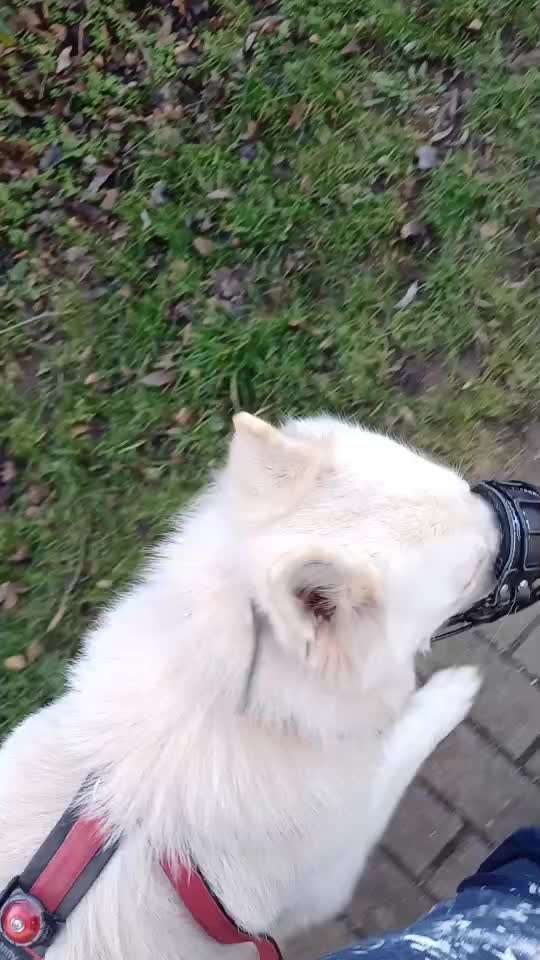 51. Impulskontrollchallenge: Maulkorb/ Ausrüstungsgegenstand tolerieren-Beitrag-Bild