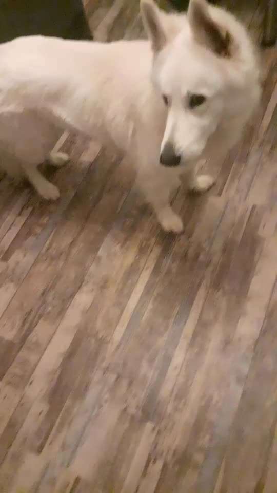 Trick Spiel - Koffer packen - der Glücksbringer 13-Beitrag-Bild