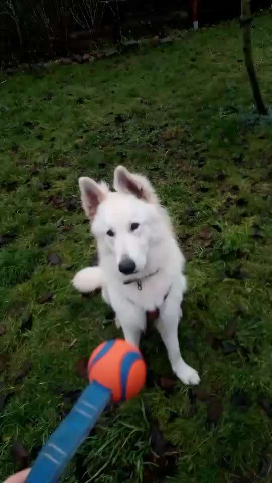 Impulskontrolle Challenge NR .4.           STOP/STEH/ WARTE-Beitrag-Bild