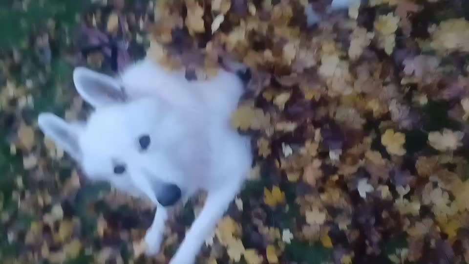 43. Impulskontrollchallenge: Decke deinen Hund zu und er muss liegenbleiben-Beitrag-Bild