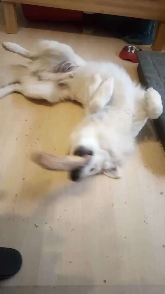 Video Challenge Nr. 12
Ein glücklicher Hund-Beitrag-Bild