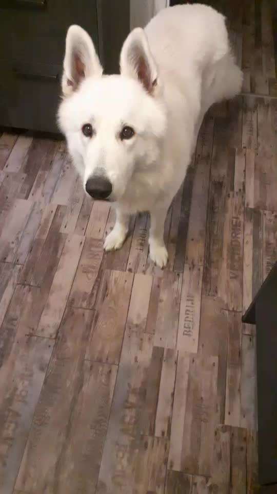 Trick Spiel - ich packe meinen 11. Koffer-Beitrag-Bild