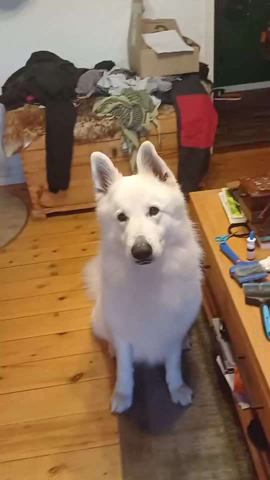 74. Trick-Übung "Leckerli schnappen"-Beitrag-Bild