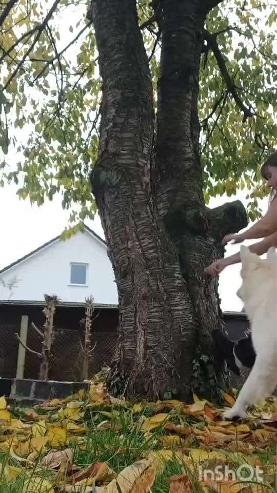 62. gemeinsames Trick Training / Challenge: bouncen-Beitrag-Bild