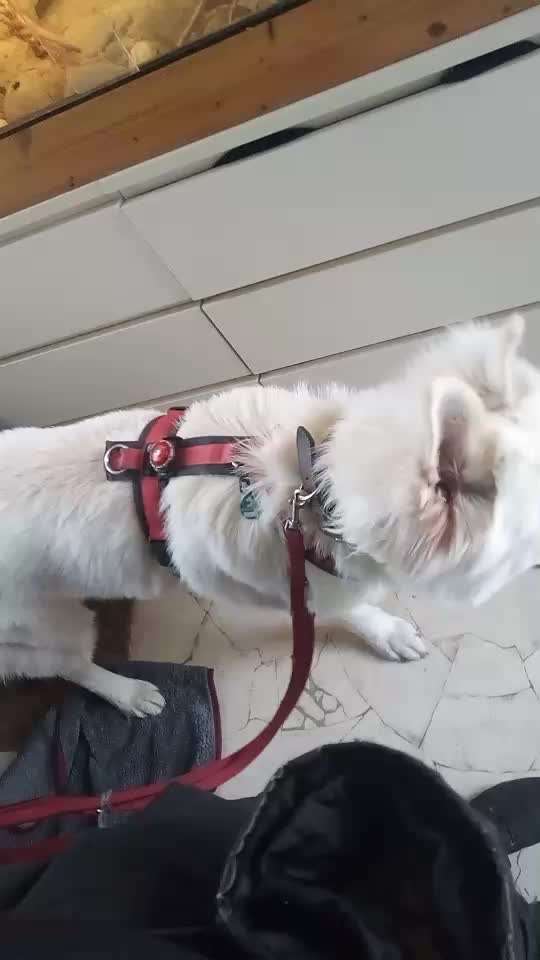 Impulskontrolle Challenge Nr . 6: ohne Befehle-Beitrag-Bild