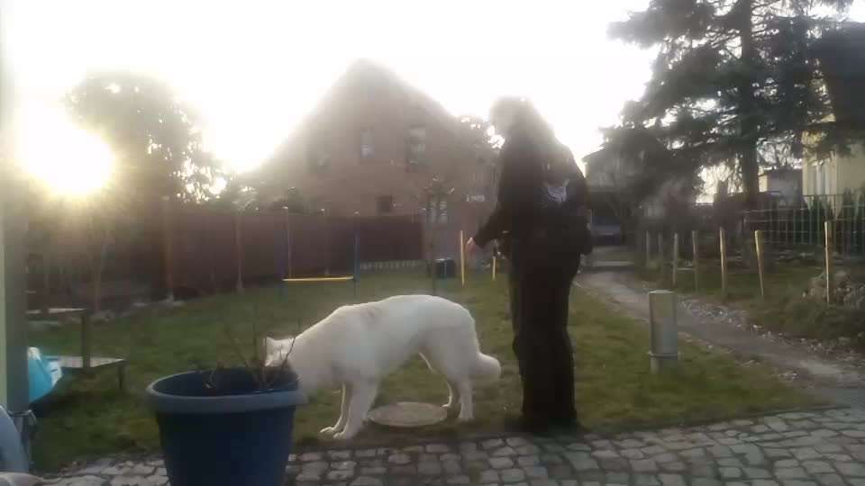 Trick Challenge 24 ,,Elefantentrick"-Beitrag-Bild