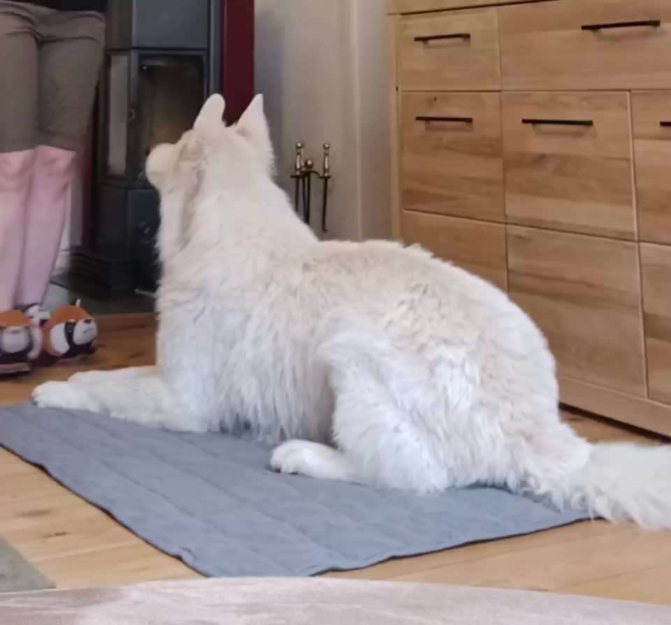 Gemeinsames Tricktraining NR 90 Umfallen-Beitrag-Bild