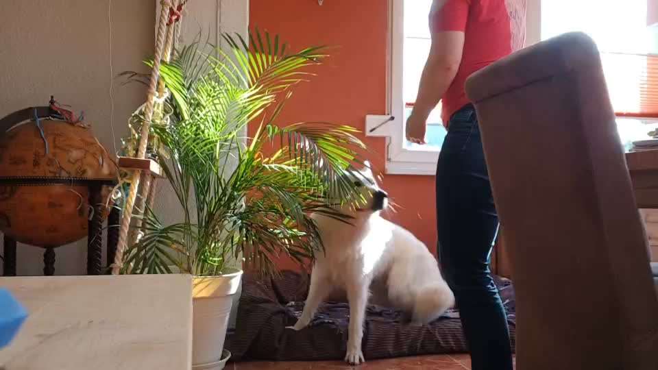 30. Impulskontrollübung: Ich trag dich auf Händen-Beitrag-Bild