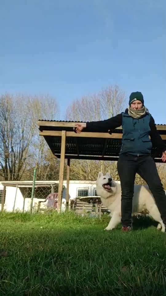 89.Gemeinsames Tricktraining ,,Dreh Dich,,-Beitrag-Bild