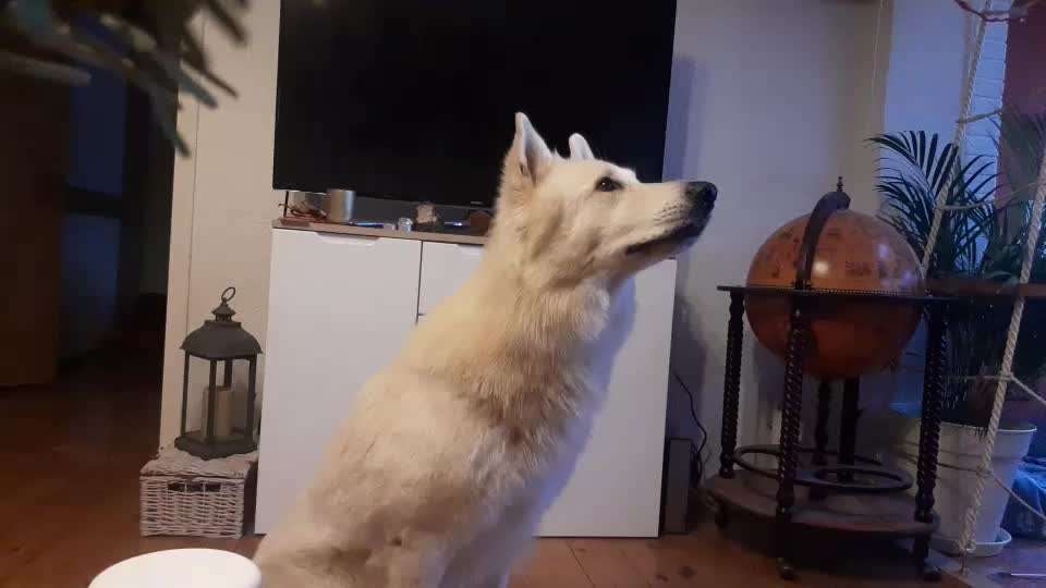 42. Gemeinsames Tricktraining: Look-Target-Beitrag-Bild