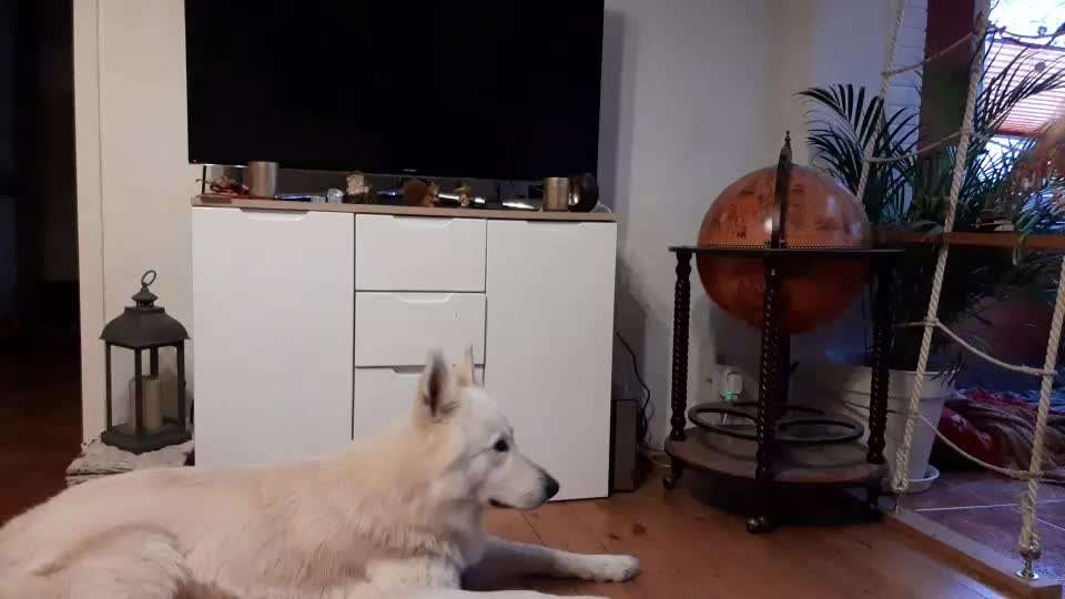 42. Gemeinsames Tricktraining: Look-Target-Beitrag-Bild