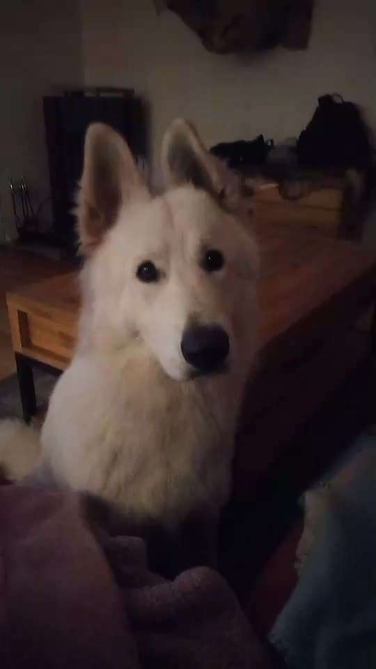 Video Challenge Nr.14 - Bettelnde Hunde-Beitrag-Bild