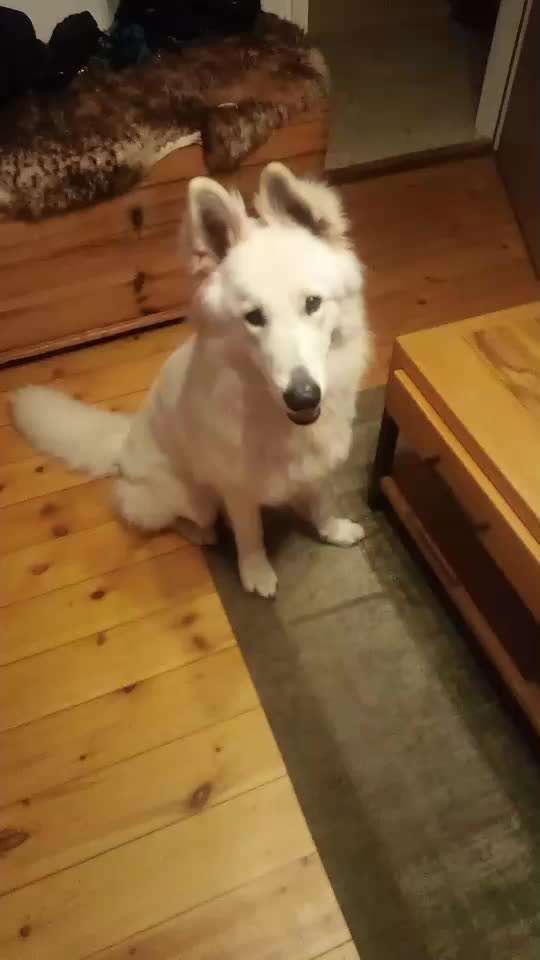 Impulskontrolle Challenge NR .4.           STOP/STEH/ WARTE-Beitrag-Bild