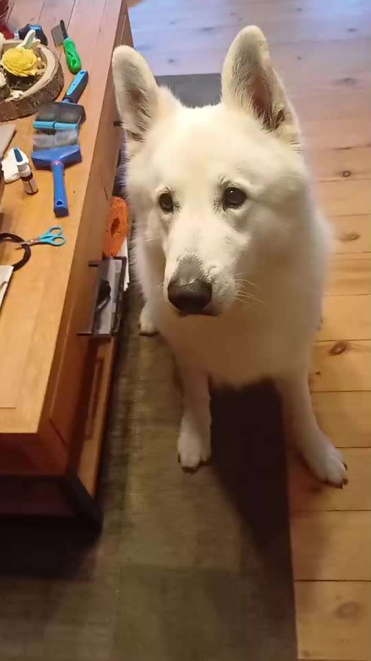 74. Trick-Übung "Leckerli schnappen"-Beitrag-Bild