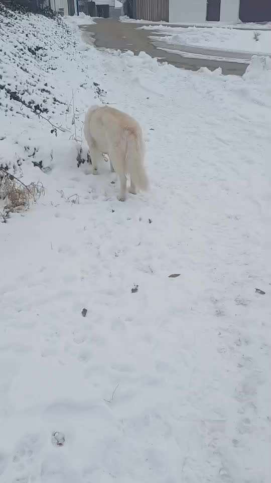 Impulskontrollübung Nr 69 : Ich achte auf Dich !-Beitrag-Bild