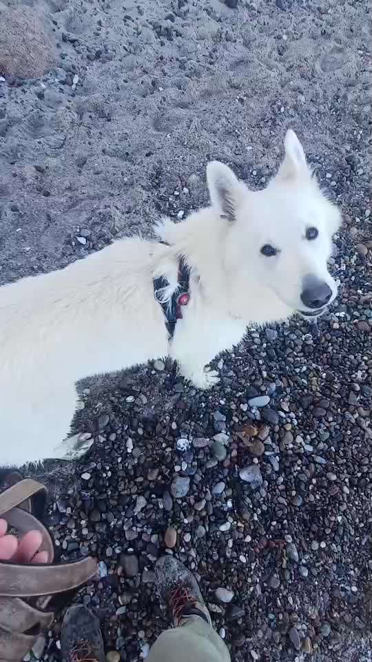 Impulskontroll Übung 70: Gemeinsam-Beitrag-Bild