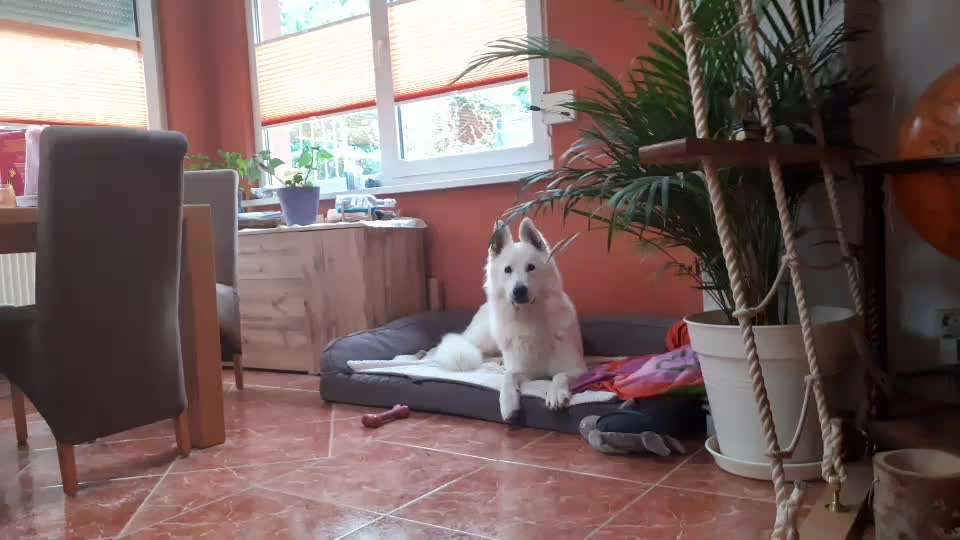 18. Impulskontrollen Challenge - Ding Dong-Beitrag-Bild