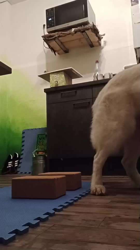 65. Gemeinsames Tricktraining: Rückwärts auf Gegenstand-Beitrag-Bild