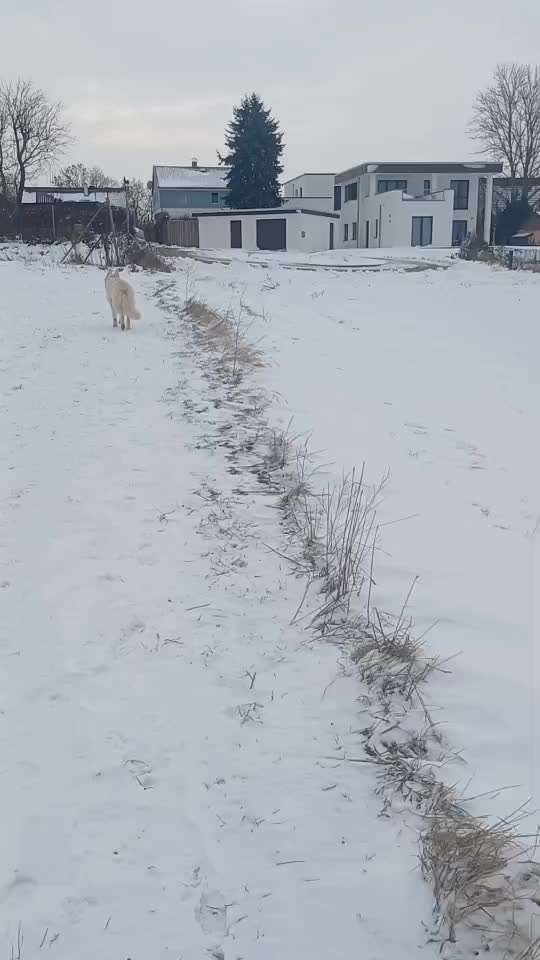 Impulskontrollübung Nr 69 : Ich achte auf Dich !-Beitrag-Bild