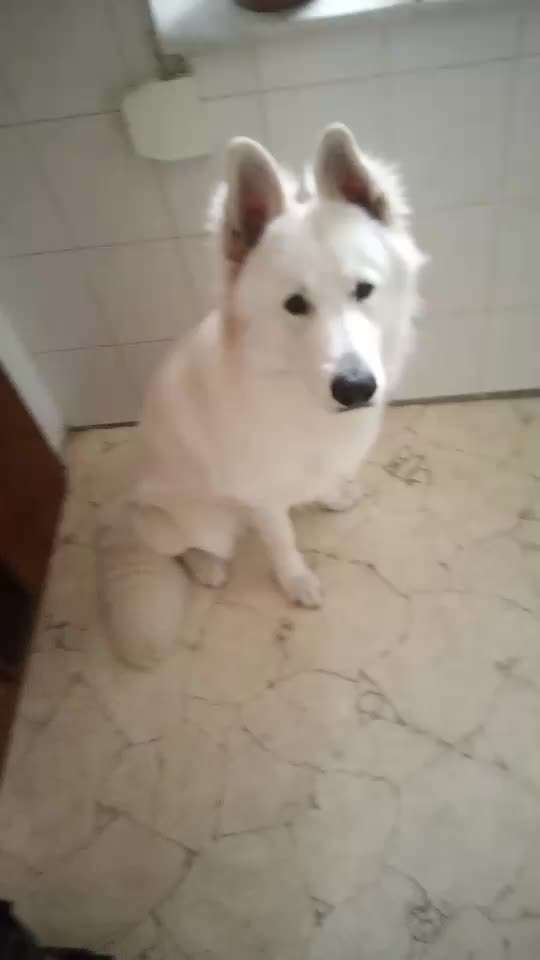 Impulskontrolle Challenge Nr. 5: Lekkerli zurück bringen-Beitrag-Bild