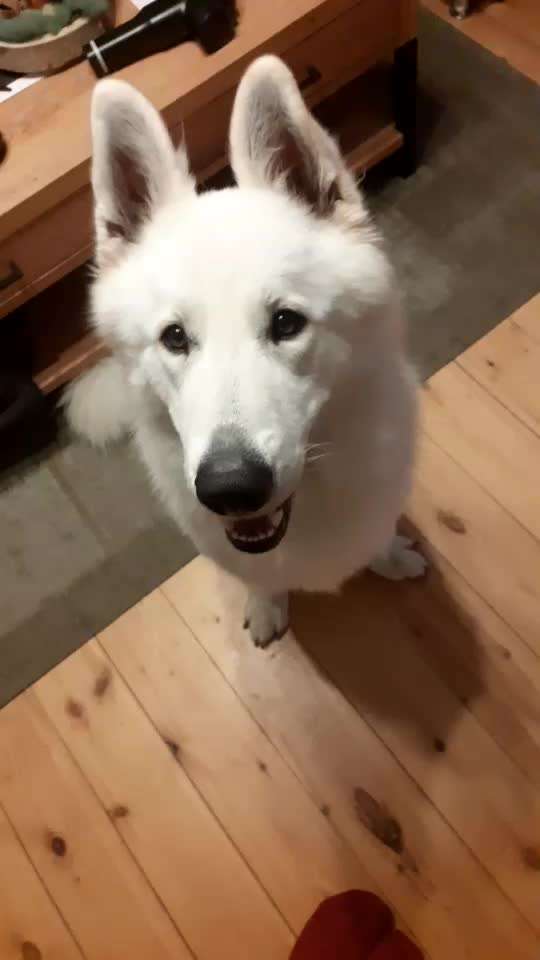 Trickchallenge - ich packe meinen 4. Koffer-Beitrag-Bild