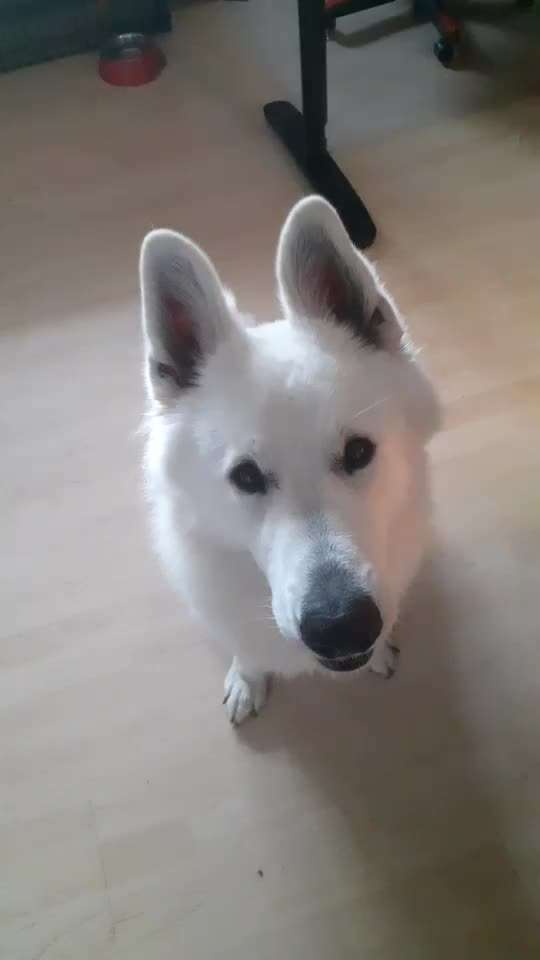 Trick Spiel - ich packe meinen 8. Koffer-Beitrag-Bild