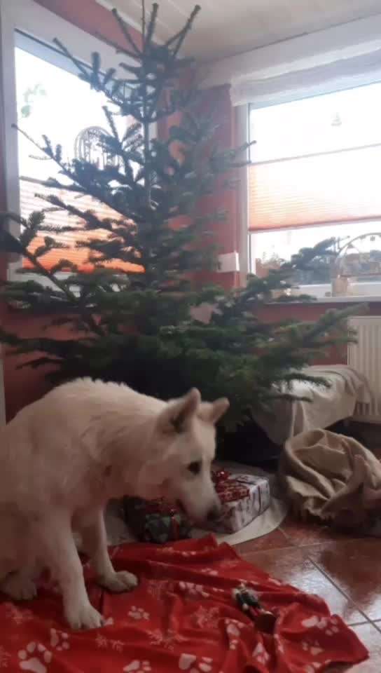 Action-Fun Hund- Aventskalender-Beitrag-Bild