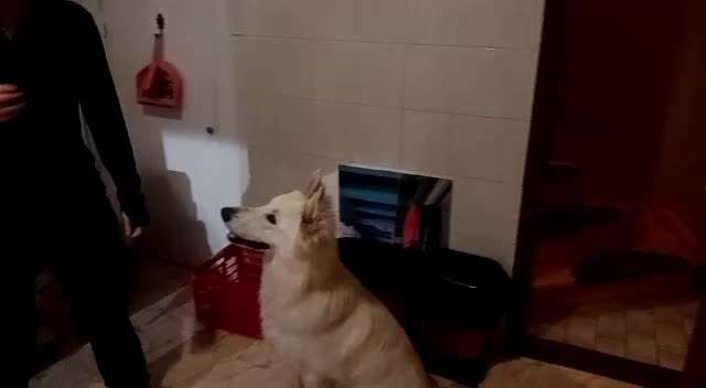 Impulskontrolle Challenge Nr. 5: Lekkerli zurück bringen-Beitrag-Bild