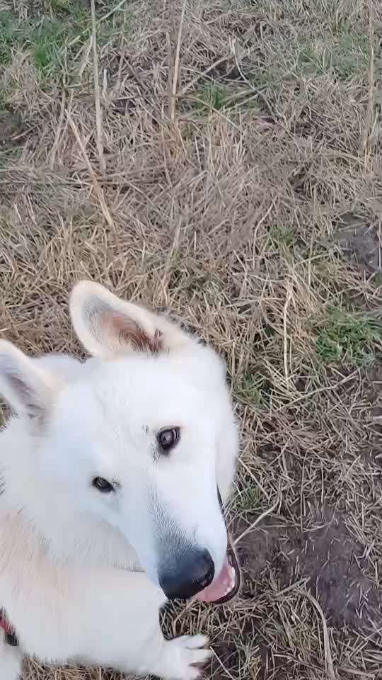 45. Tricktraining - Apportieren-Beitrag-Bild