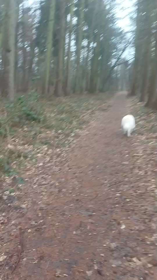 Impulskontrollübung Nr 69 : Ich achte auf Dich !-Beitrag-Bild