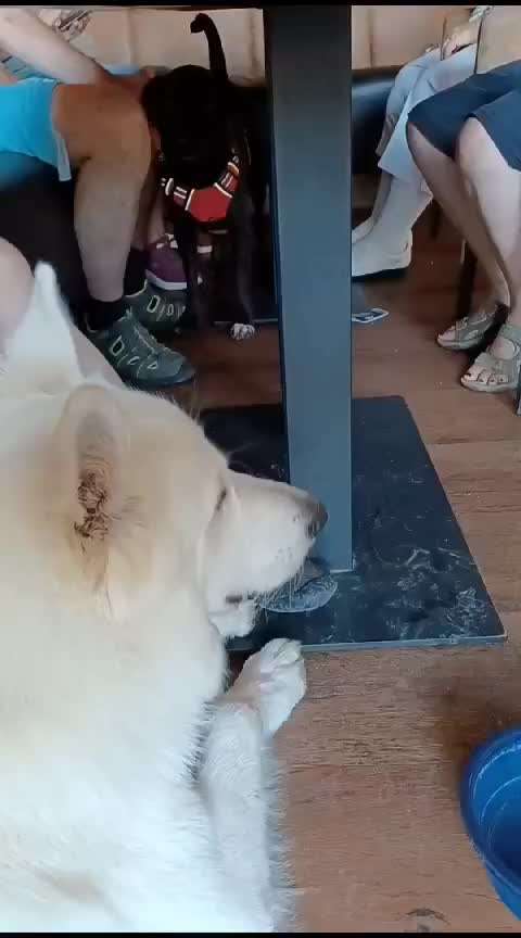 31. Impulskontrollübung: Artgenossen-Beitrag-Bild