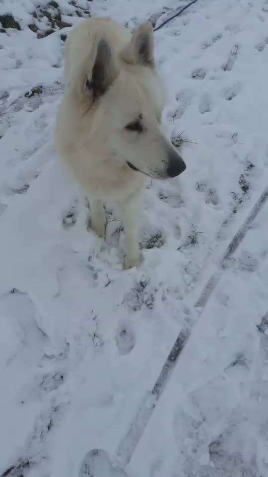 Koffer Packen: Spezial Weihnachtsedition-Beitrag-Bild