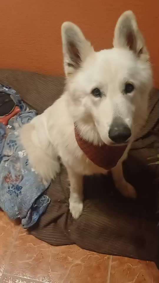 Trick Spiel - Koffer packen - der 15.-Beitrag-Bild