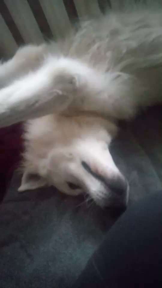 Video-Challenge Nr. 10
Der umsorgte Hund-Beitrag-Bild