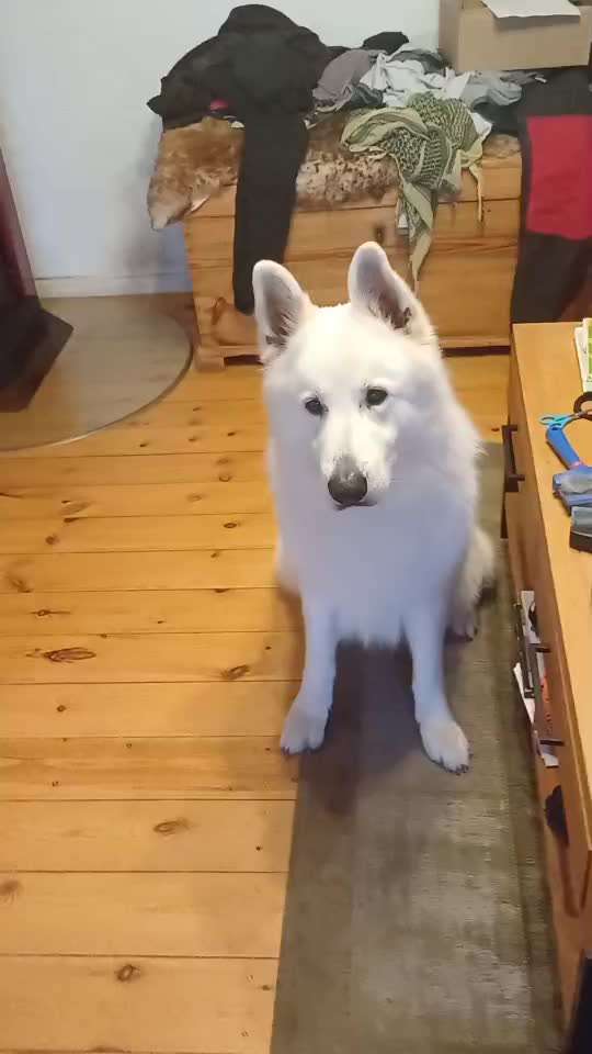 74. Trick-Übung "Leckerli schnappen"-Beitrag-Bild