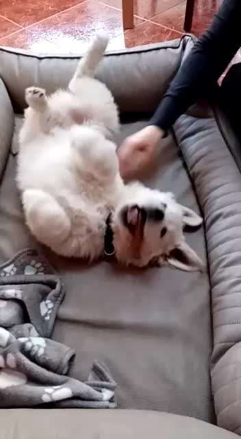 Video - Challenge Nr. 16 - Dein Hund als Welpe-Beitrag-Bild