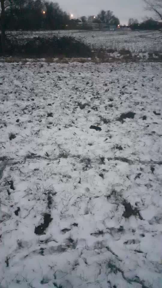 45. Tricktraining - Apportieren-Beitrag-Bild