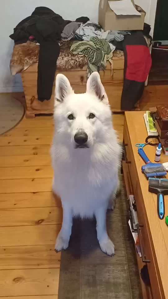 74. Trick-Übung "Leckerli schnappen"-Beitrag-Bild