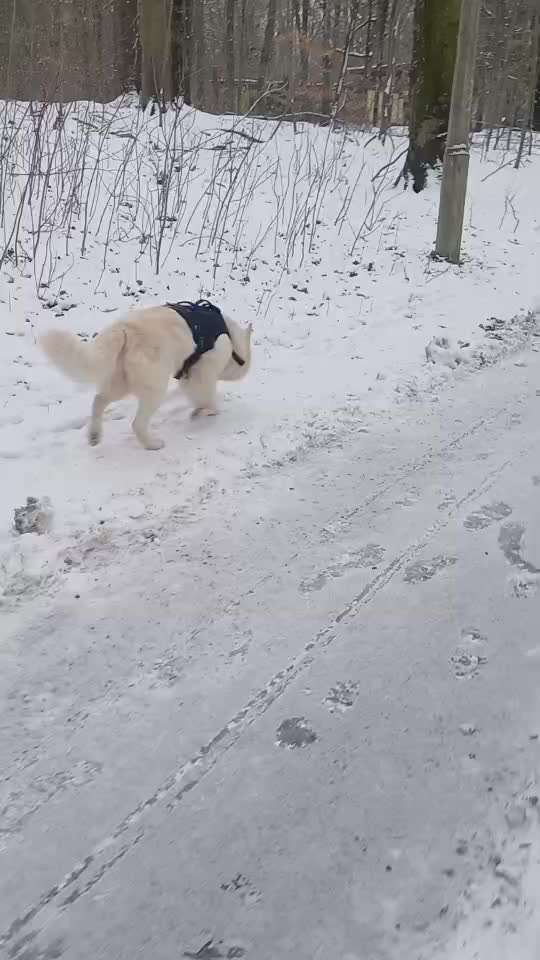 Impulskontrollübung Nr 69 : Ich achte auf Dich !-Beitrag-Bild