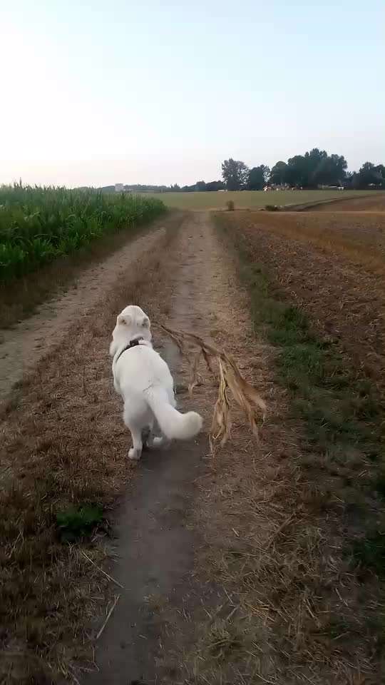 Video Challenge Nr.6
Auf den Spuren der Freiheit🐾🐾-Beitrag-Bild