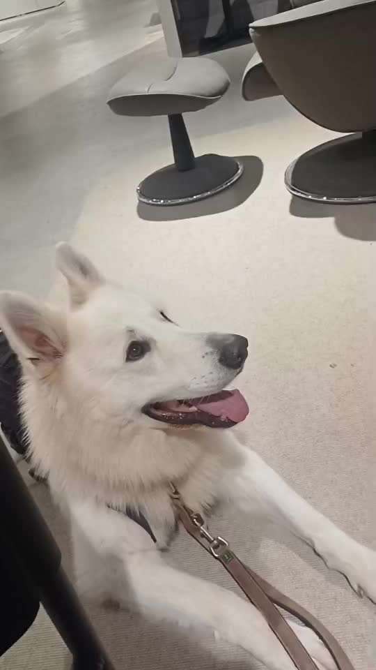 82. Trickspiel : Bleib!-Beitrag-Bild