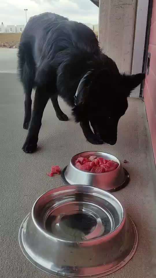 Zeigt her Eure Futternäpfe-Beitrag-Bild