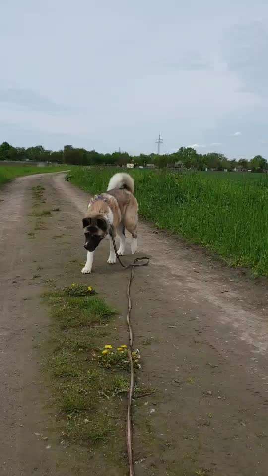 Shiba Inu und andere japanische Rassen!-Beitrag-Bild