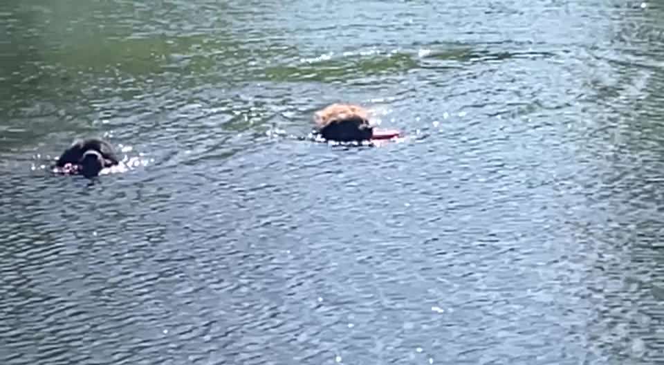 Hundeschwimmen-Beitrag-Bild