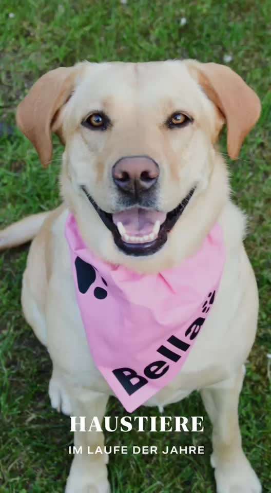 Unsere Fellnasen im Regenbogenland-Beitrag-Bild
