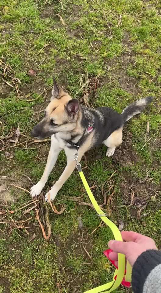 TierschutzhundeStammtisch🐕-Beitrag-Bild