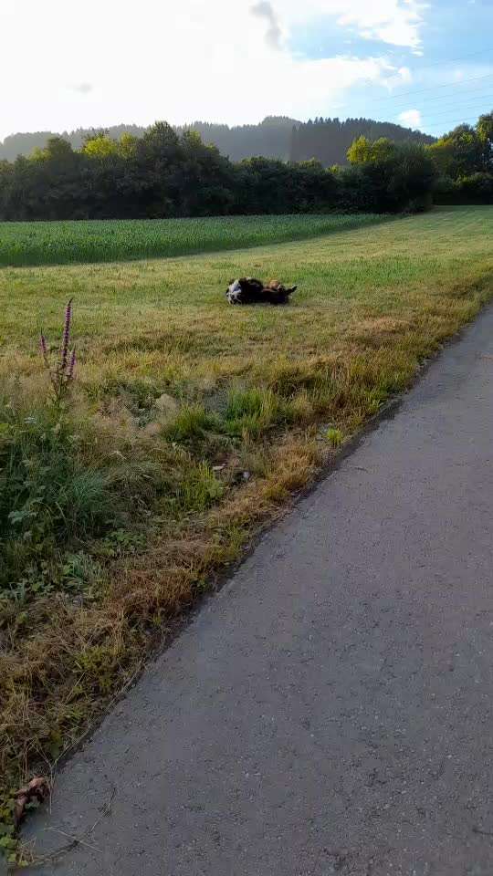 Berner Sennen-Beitrag-Bild